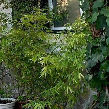 Ferienhaus House Blz *